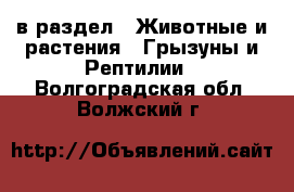  в раздел : Животные и растения » Грызуны и Рептилии . Волгоградская обл.,Волжский г.